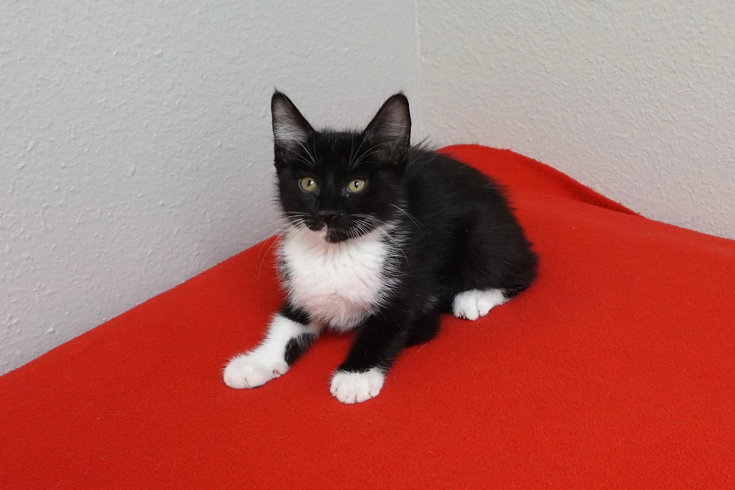 Enlarge Baxter, an adopted Domestic Short Hair in Fountain Hills, AZ image 3/5