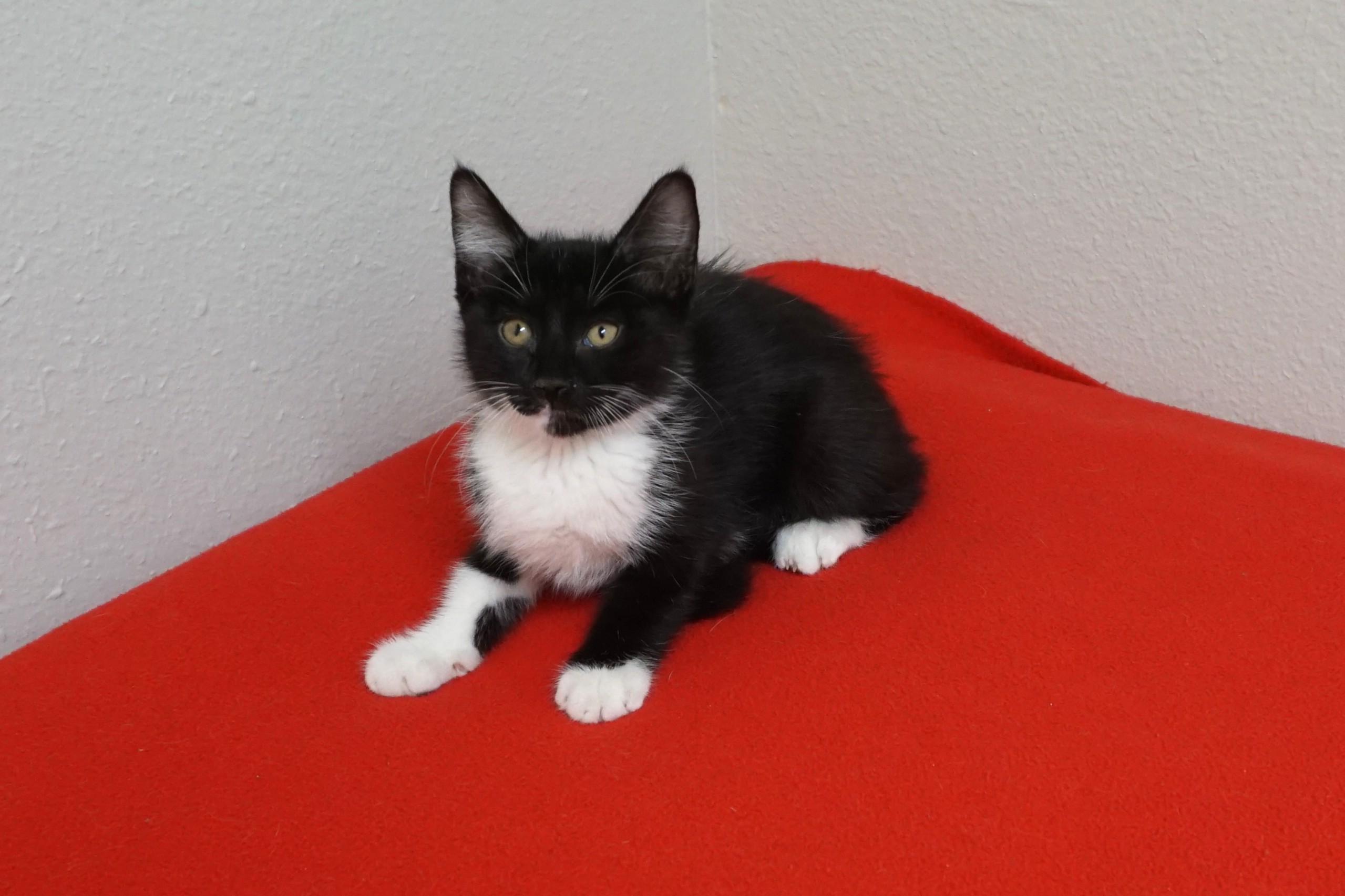 Enlarge Baxter, an adopted Domestic Short Hair in Fountain Hills, AZ image 4/5