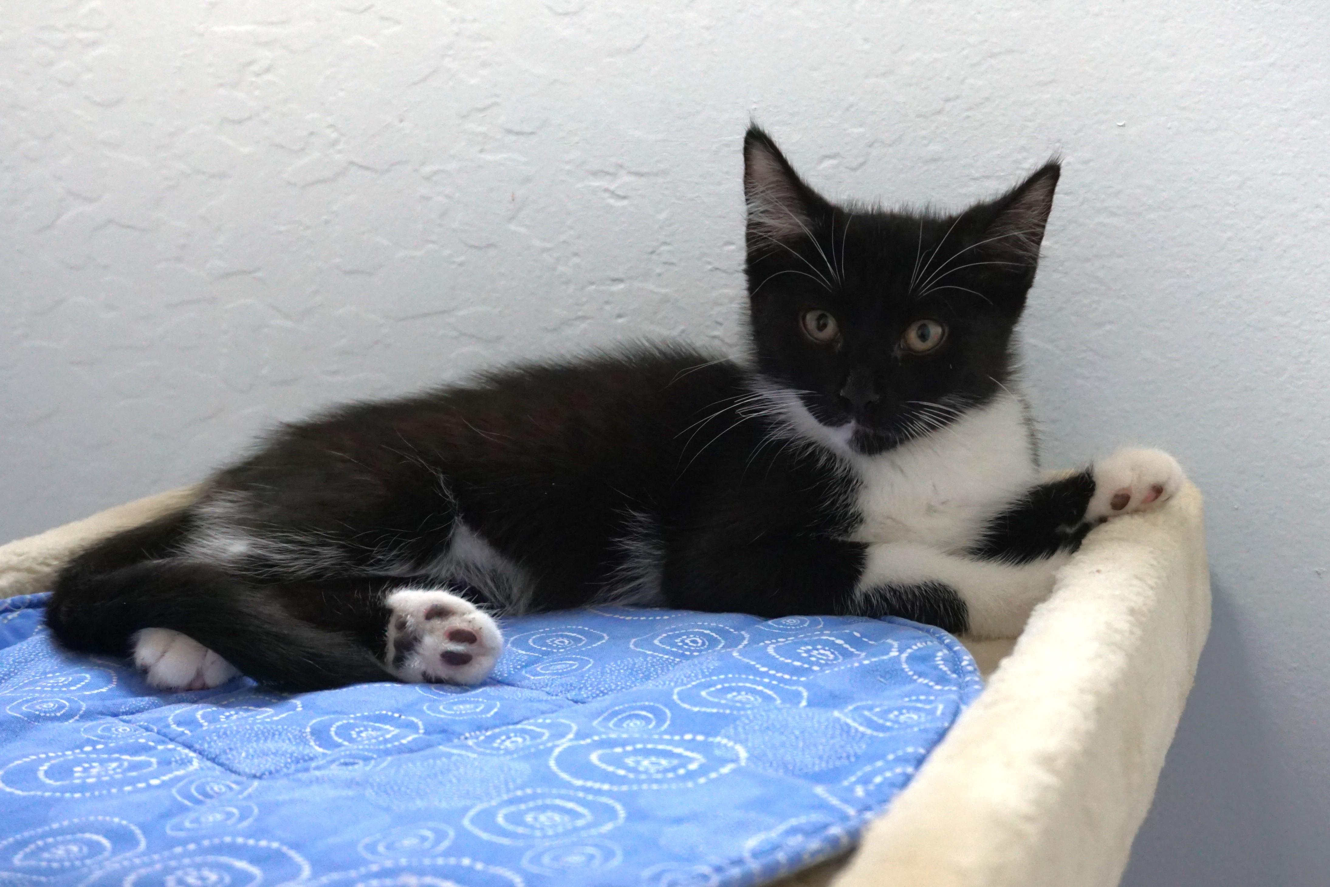 Enlarge Baxter, an adopted Domestic Short Hair in Fountain Hills, AZ image 2/5