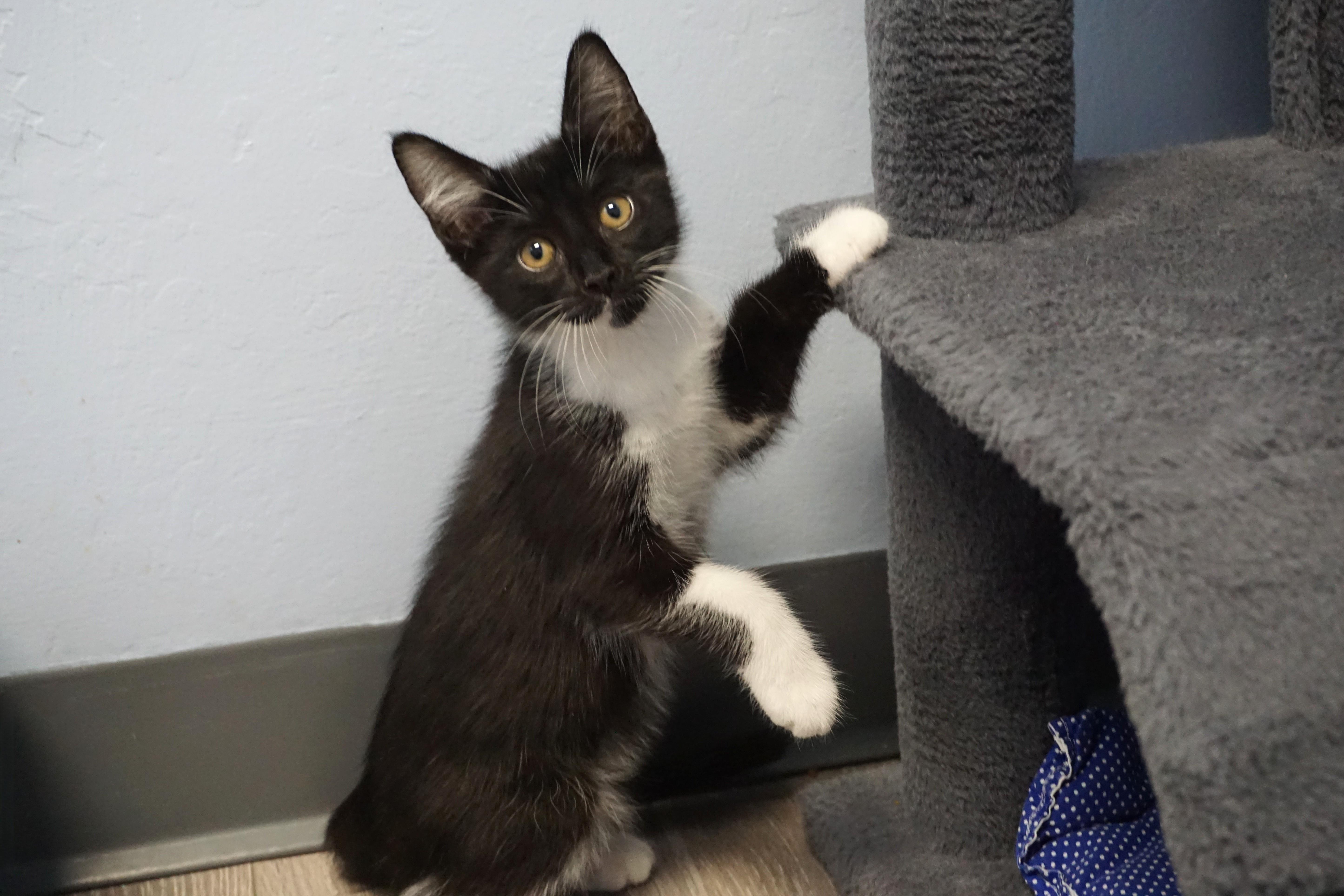 Baxter, adopted, Kitten Male Domestic Short Hair.