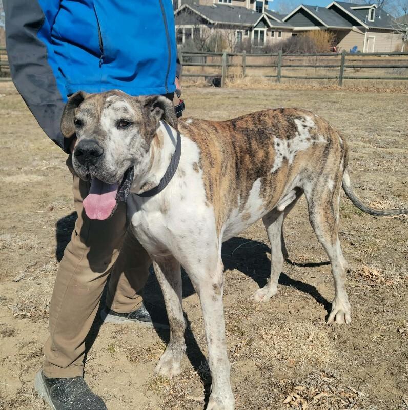 KC, Adoptable, Adult Male Great Dane.