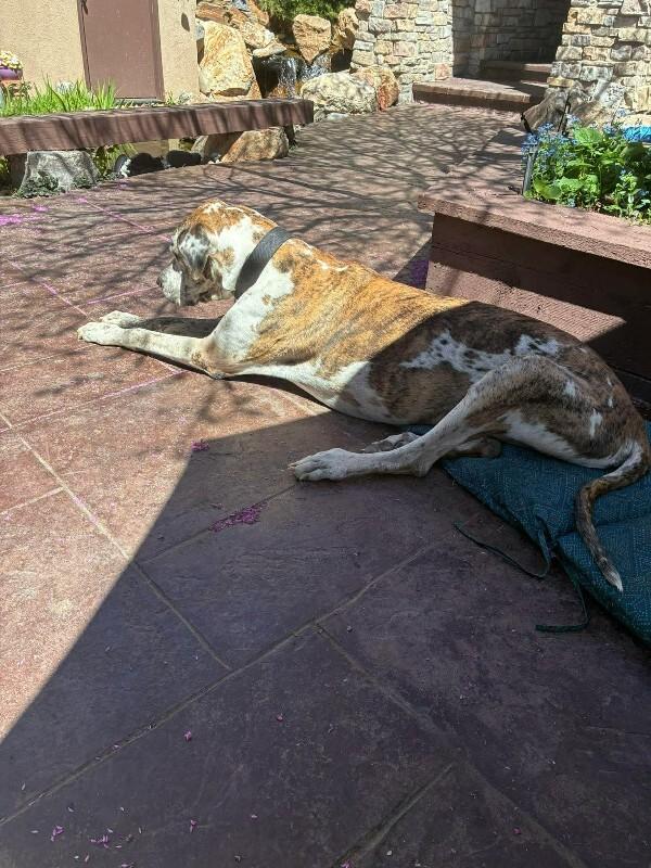 Enlarge KC, a Adoptable Great Dane in Windsor, CO image 2/5