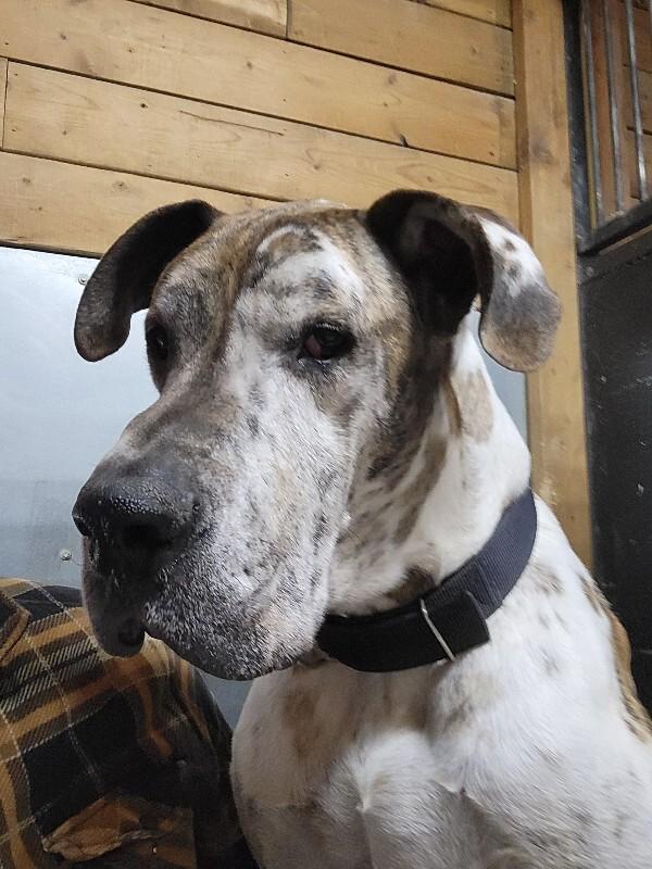 Enlarge KC, a Adoptable Great Dane in Windsor, CO image 3/5