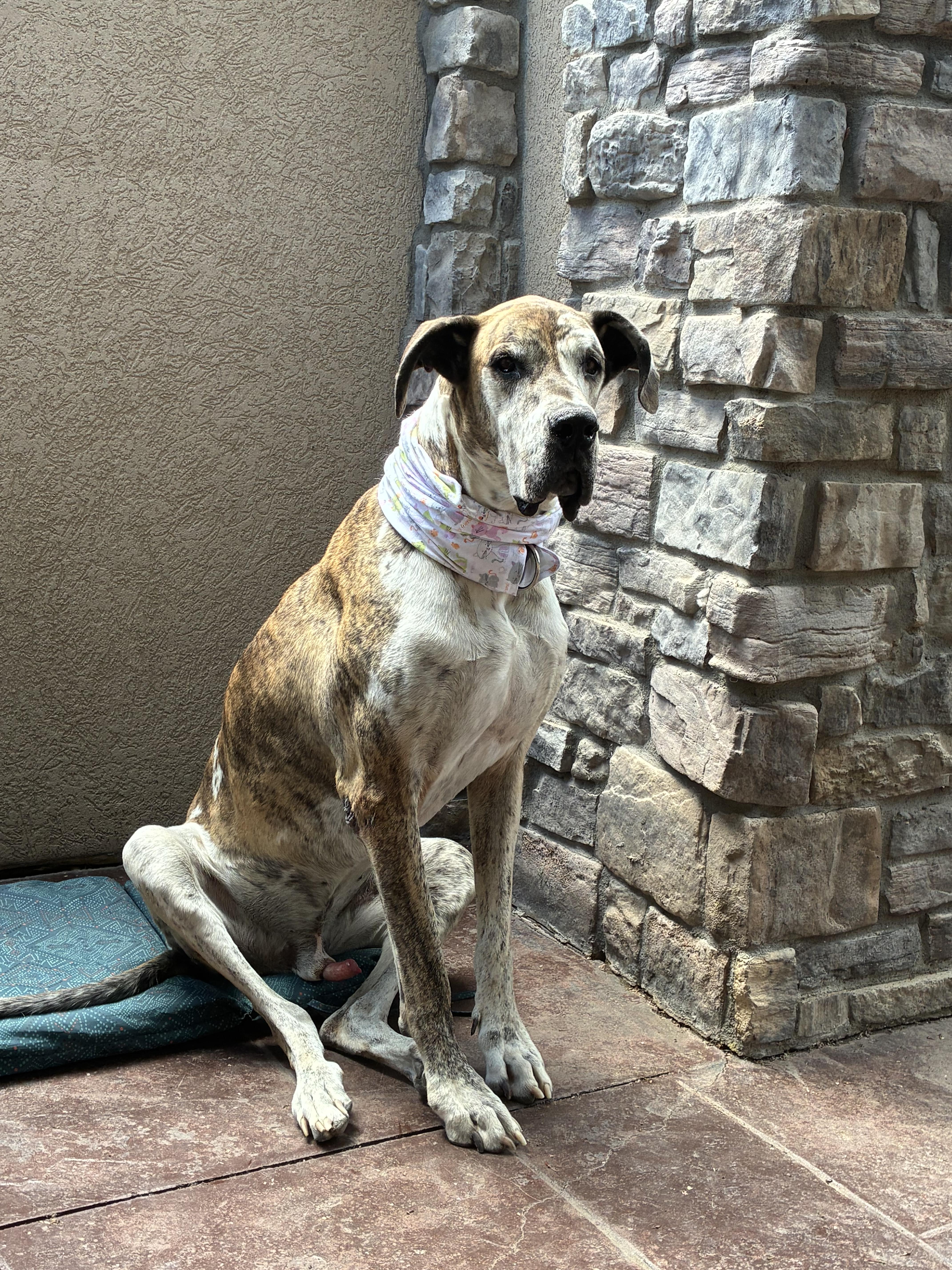 KC, a Adoptable Great Dane in Windsor, CO image 4/6