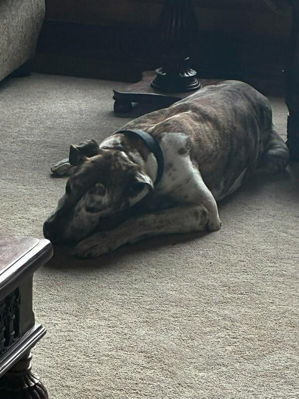 Enlarge KC, a Adoptable Great Dane in Windsor, CO image 4/5