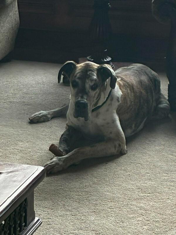 Enlarge KC, a Adoptable Great Dane in Windsor, CO image 5/5