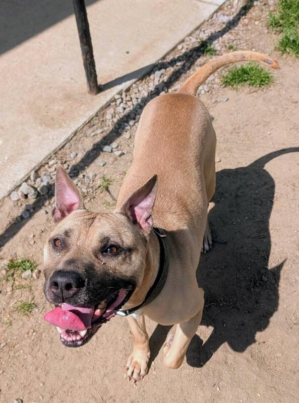Homer, a Adoptable Pit Bull Terrier in Colonial Heights, VA image 1/2