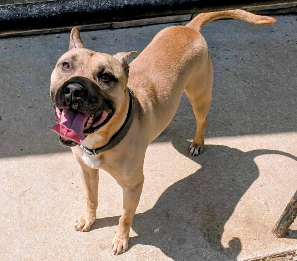 Homer, a Adoptable Pit Bull Terrier in Colonial Heights, VA image 2/2