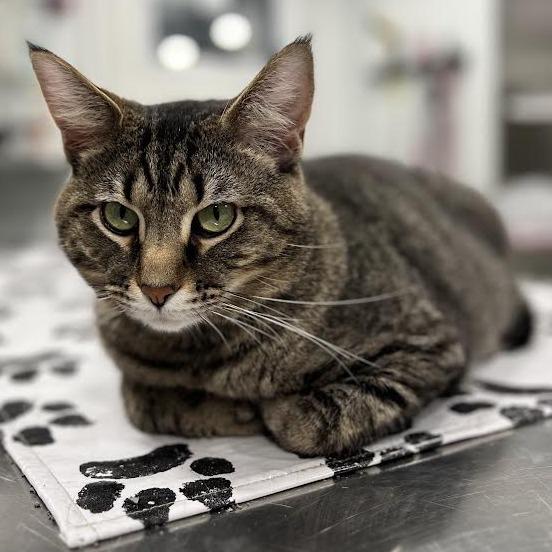 Reginald Purrsworth, a Adoptable Domestic Short Hair in St. Louis, MO image 1/5