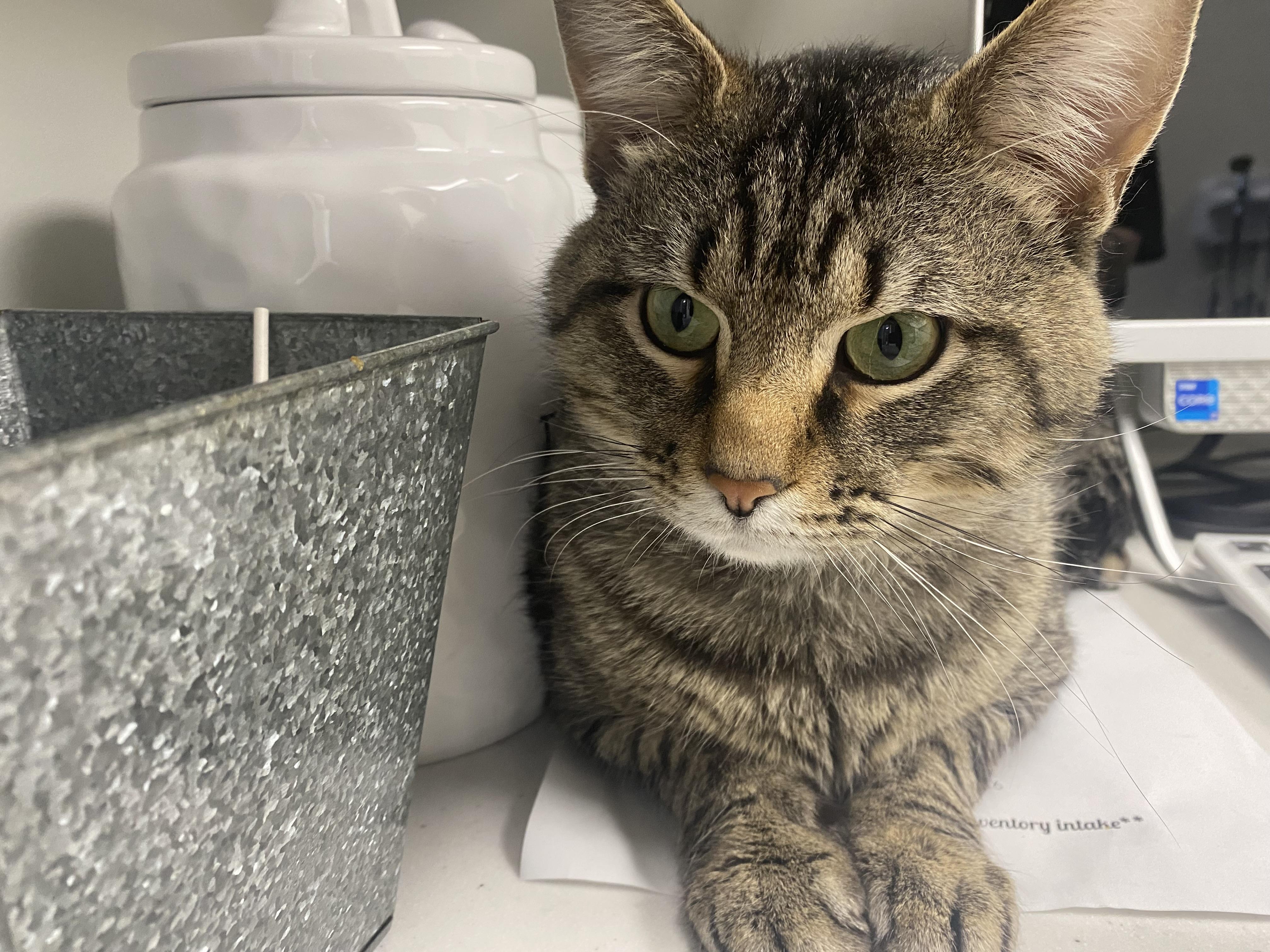 Reginald Purrsworth, a Adoptable Domestic Short Hair in St. Louis, MO image 4/5