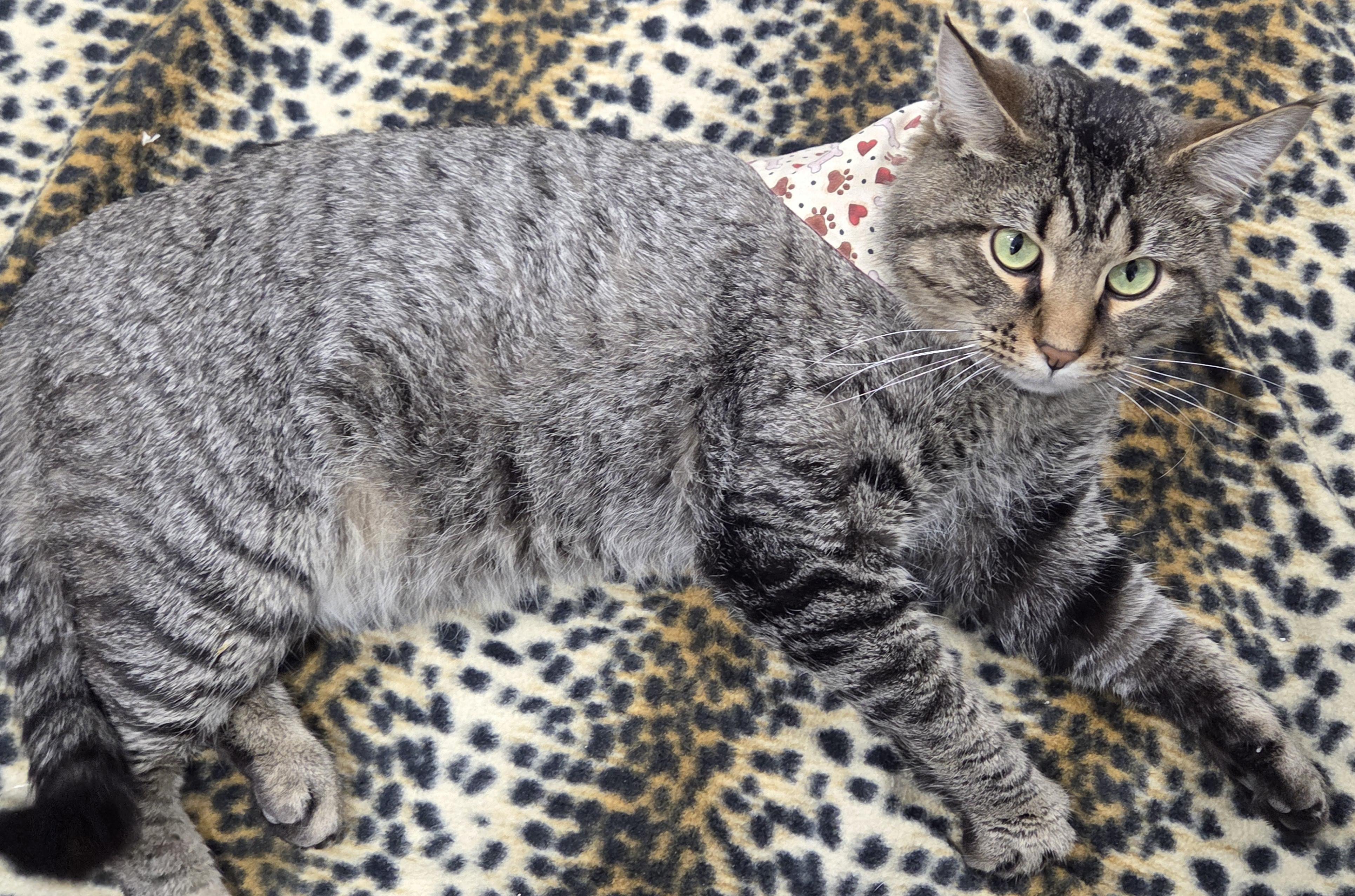 Reginald Purrsworth, a Adoptable Domestic Short Hair in St. Louis, MO image 2/5