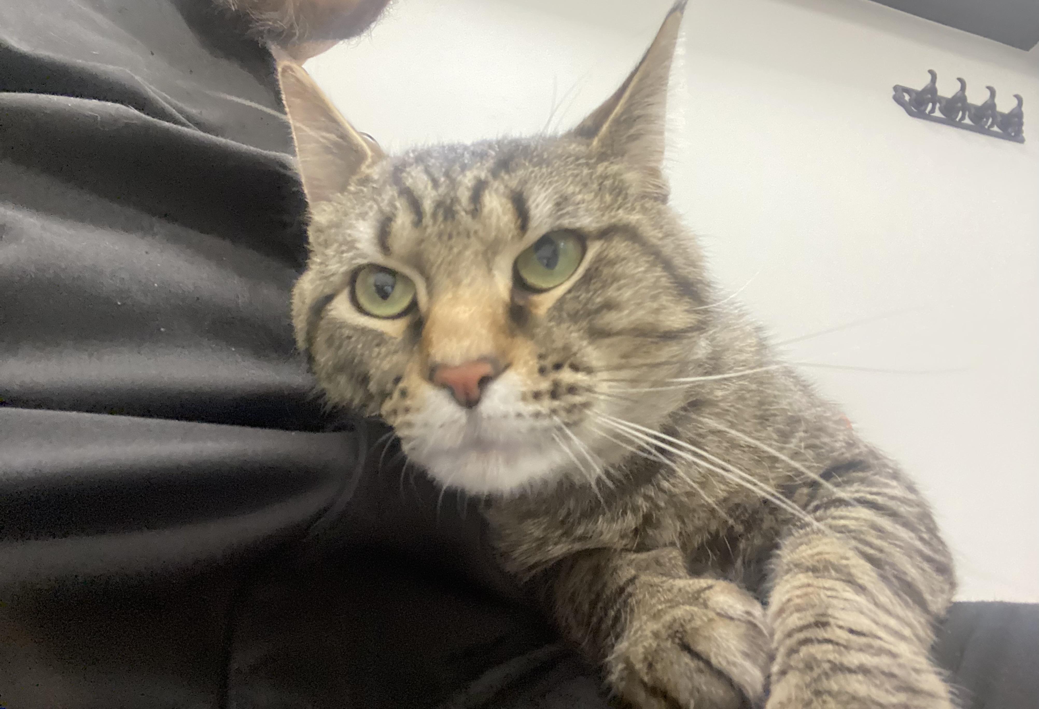 Reginald Purrsworth, a Adoptable Domestic Short Hair in St. Louis, MO image 5/5