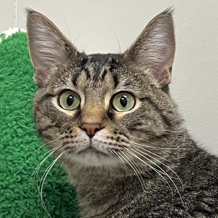 Enlarge Reginald Purrsworth, a Adoptable Domestic Short Hair in St. Louis, MO image 2/6
