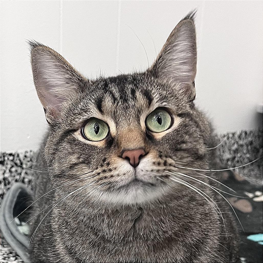 Enlarge Reginald Purrsworth, a Adoptable Domestic Short Hair in St. Louis, MO image 1/6