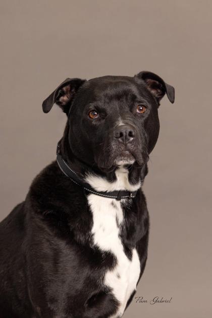 Jake, Adoptable, Adult Male Mixed Breed & Mixed Breed.