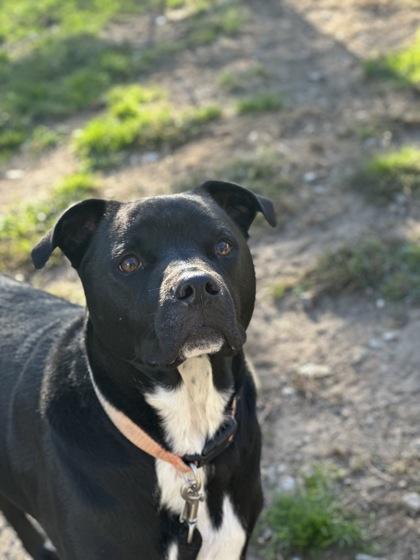 Jake, Adoptable, Adult Male Mixed Breed & Mixed Breed.
