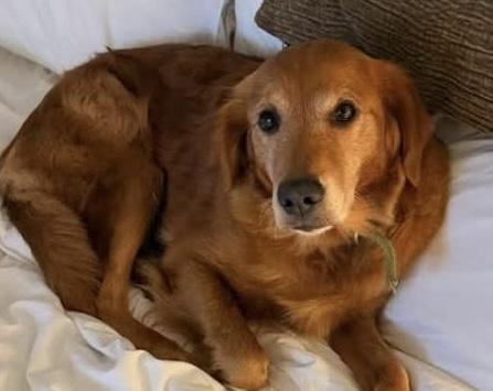 Enlarge Simone, a ADOPTABLE Golden Retriever in Cerritos, CA image 1/1