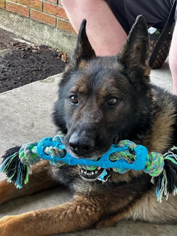 Enlarge Behr, an adopted German Shepherd Dog in O'Fallon, MO image 1/1