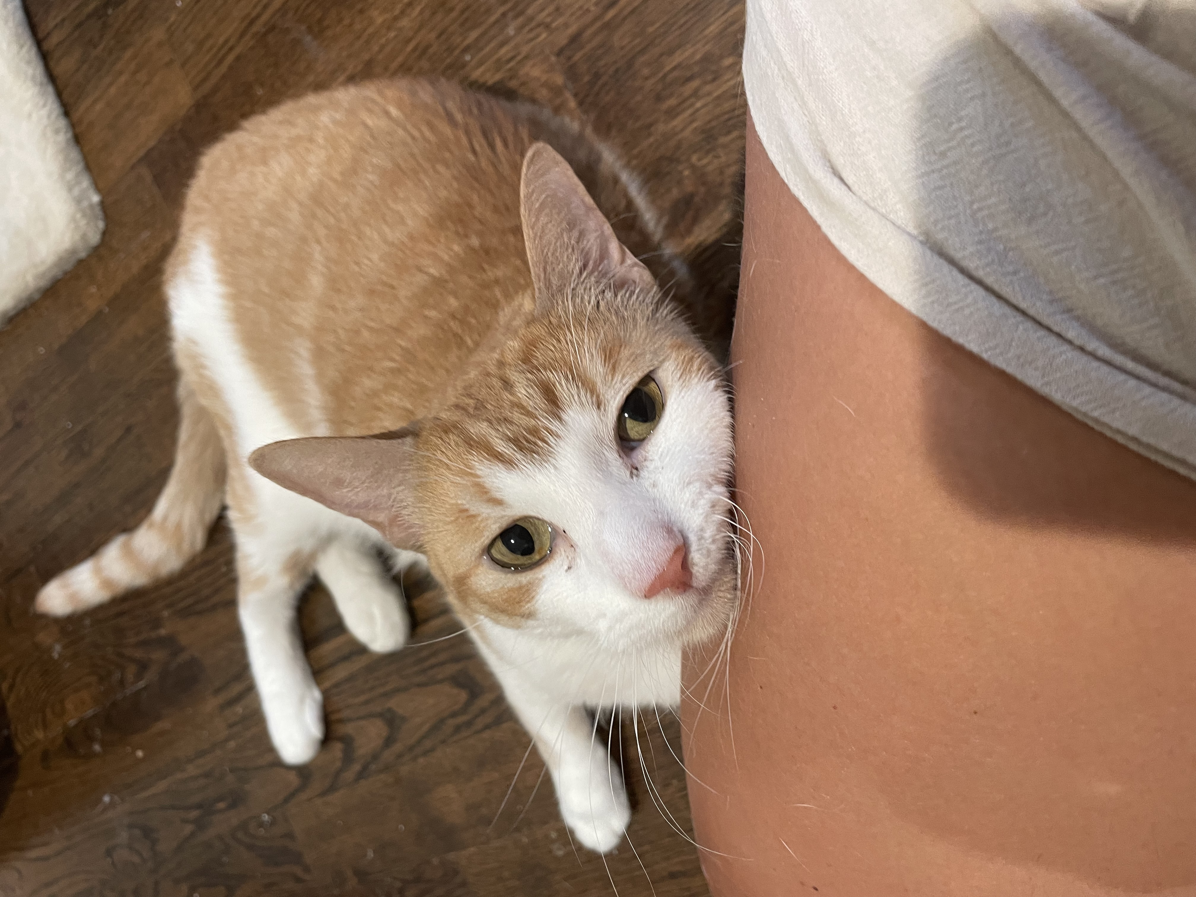 Savvy, a Adoptable Domestic Short Hair in Old Bridge, NJ image 2/6