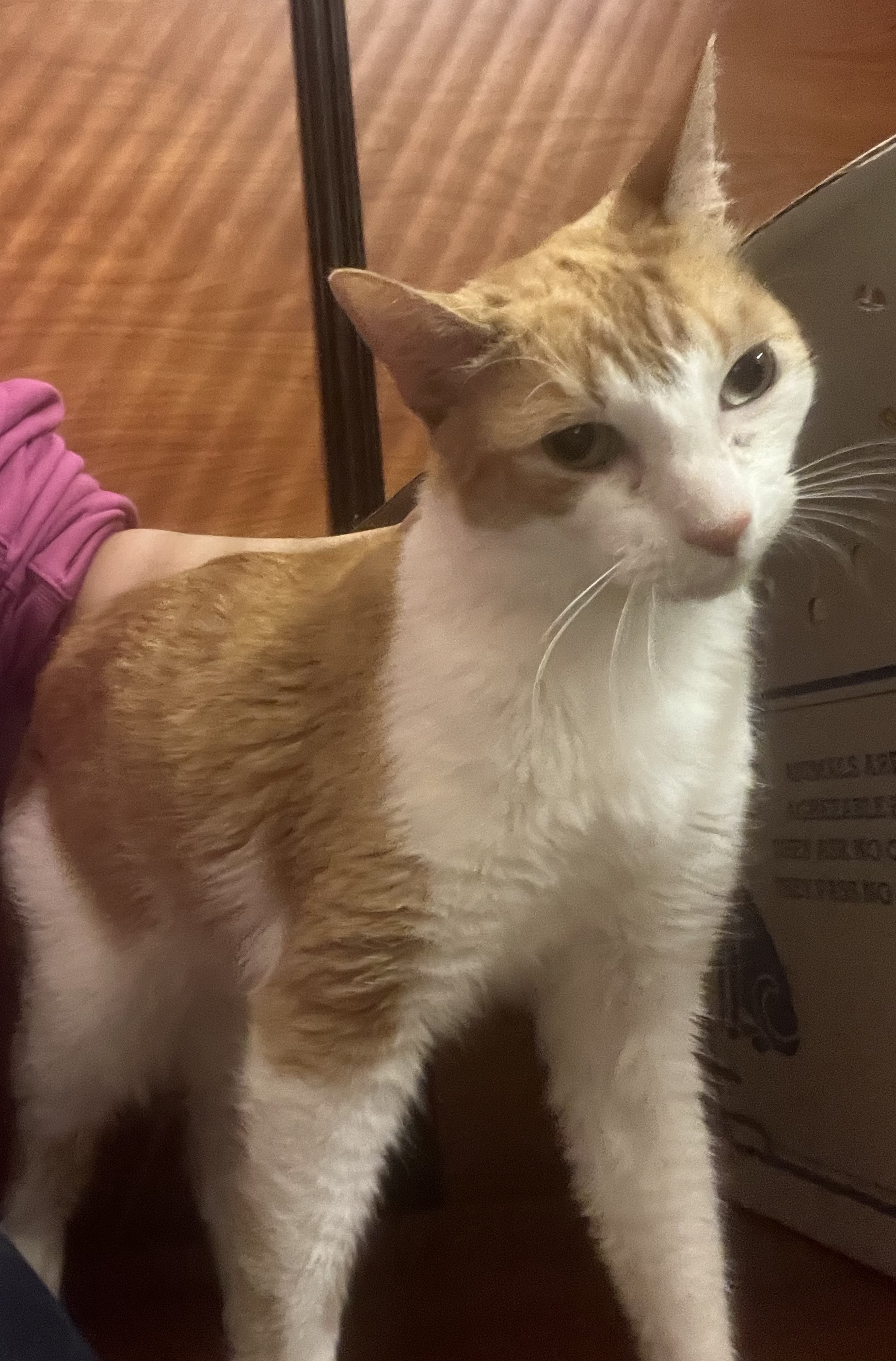 Savvy, a Adoptable Domestic Short Hair in Old Bridge, NJ image 3/6