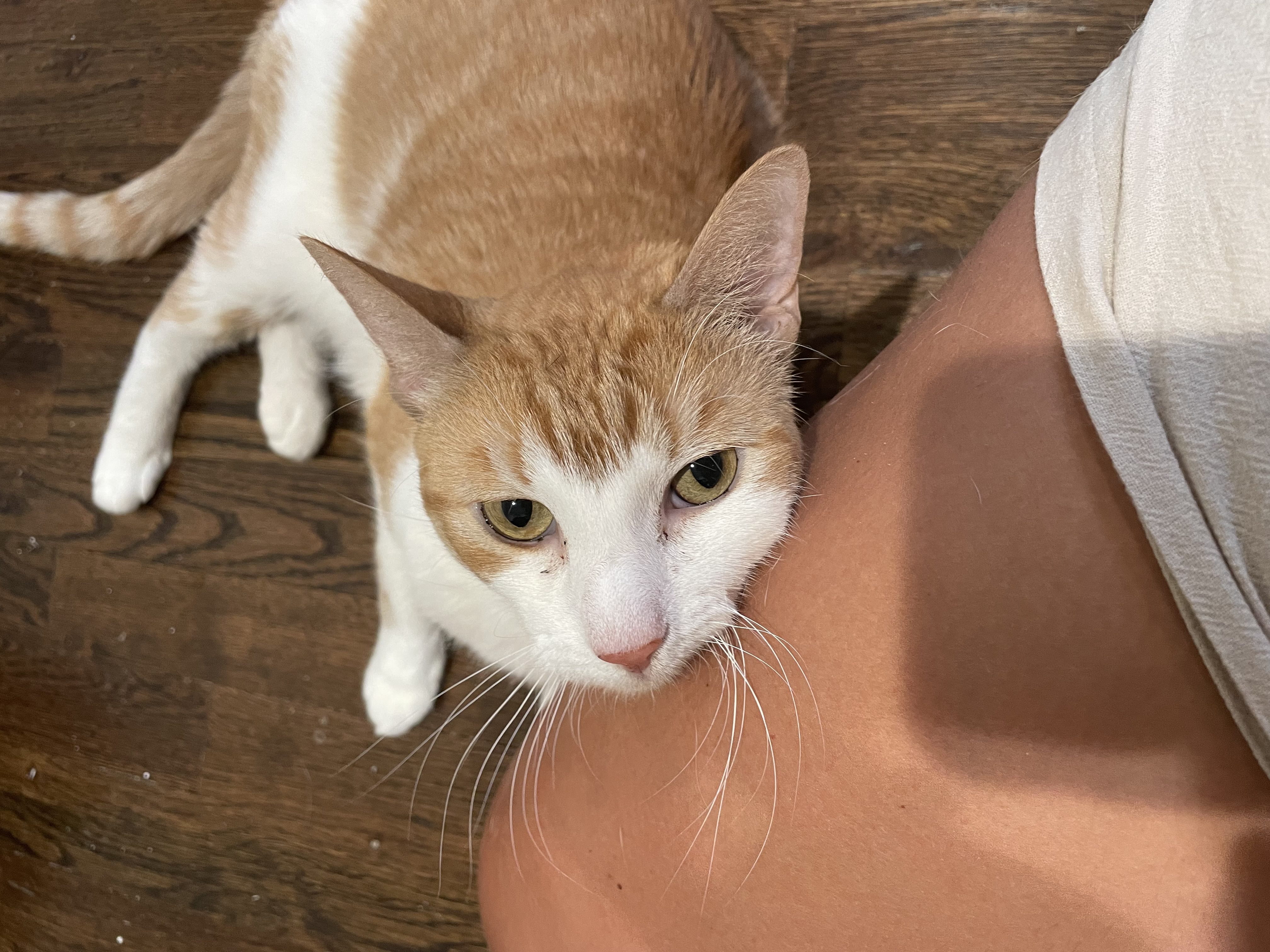 Savvy, a Adoptable Domestic Short Hair in Old Bridge, NJ image 4/6