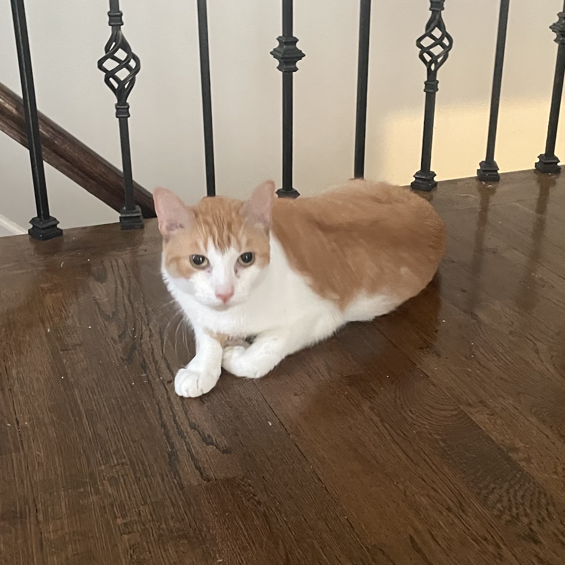 Savvy, a Adoptable Domestic Short Hair in Old Bridge, NJ image 6/6