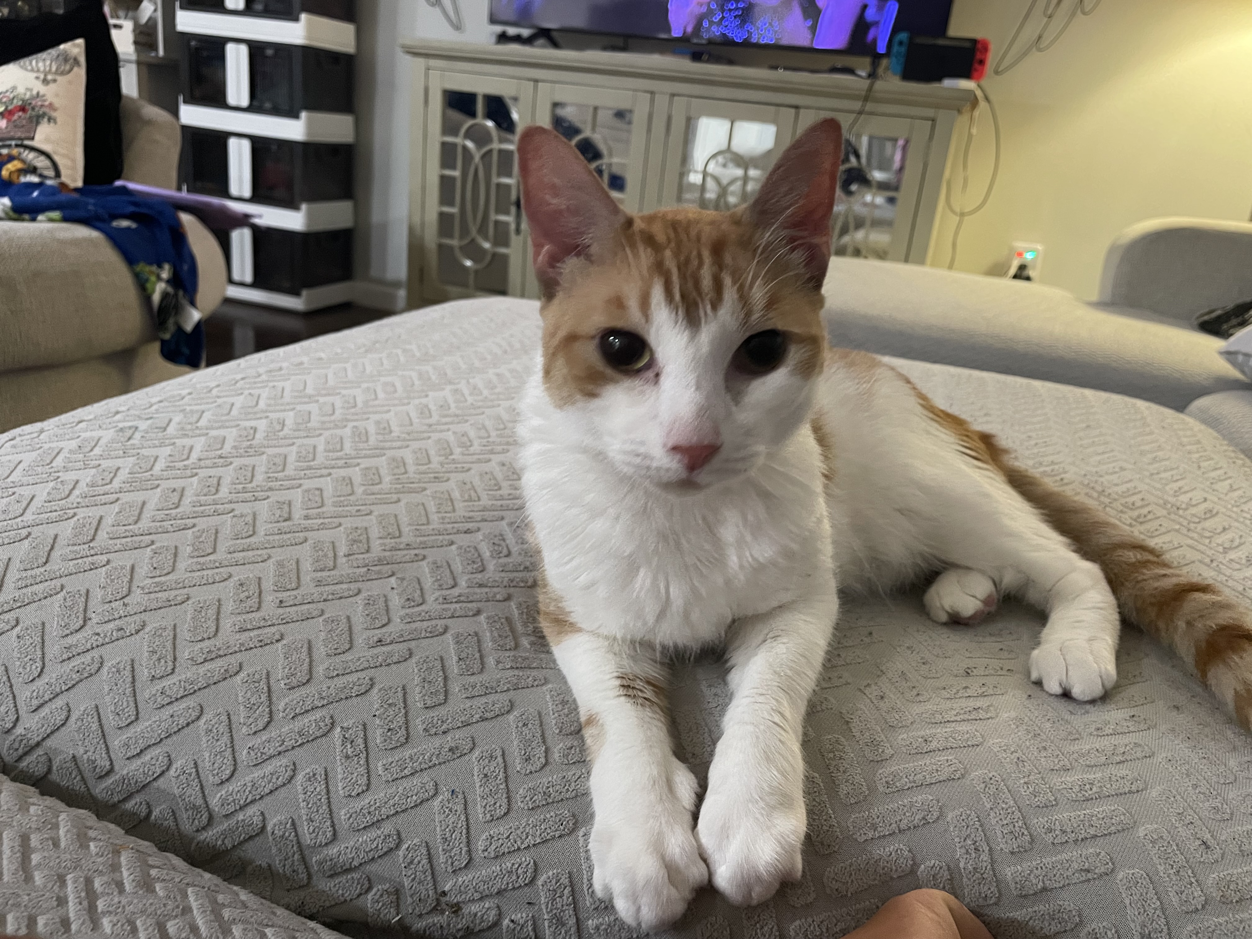 Savvy, Adoptable, Adult Female Domestic Short Hair.