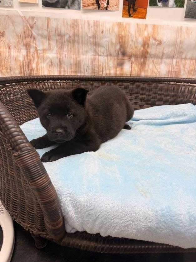 Cinna, a Adoptable mixed breed in Neillsville, WI image 2/3