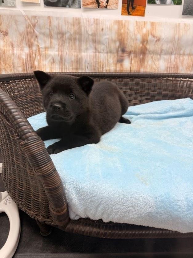Cinna, a Adoptable mixed breed in Neillsville, WI image 3/3