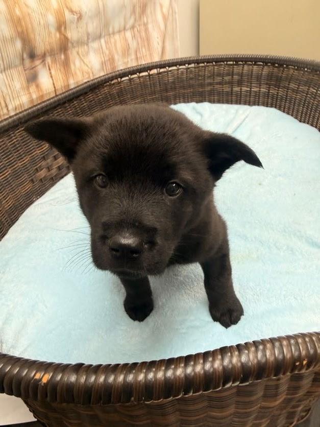 Cinna, Adoptable, Puppy Male Chow Chow & Cattle Dog.