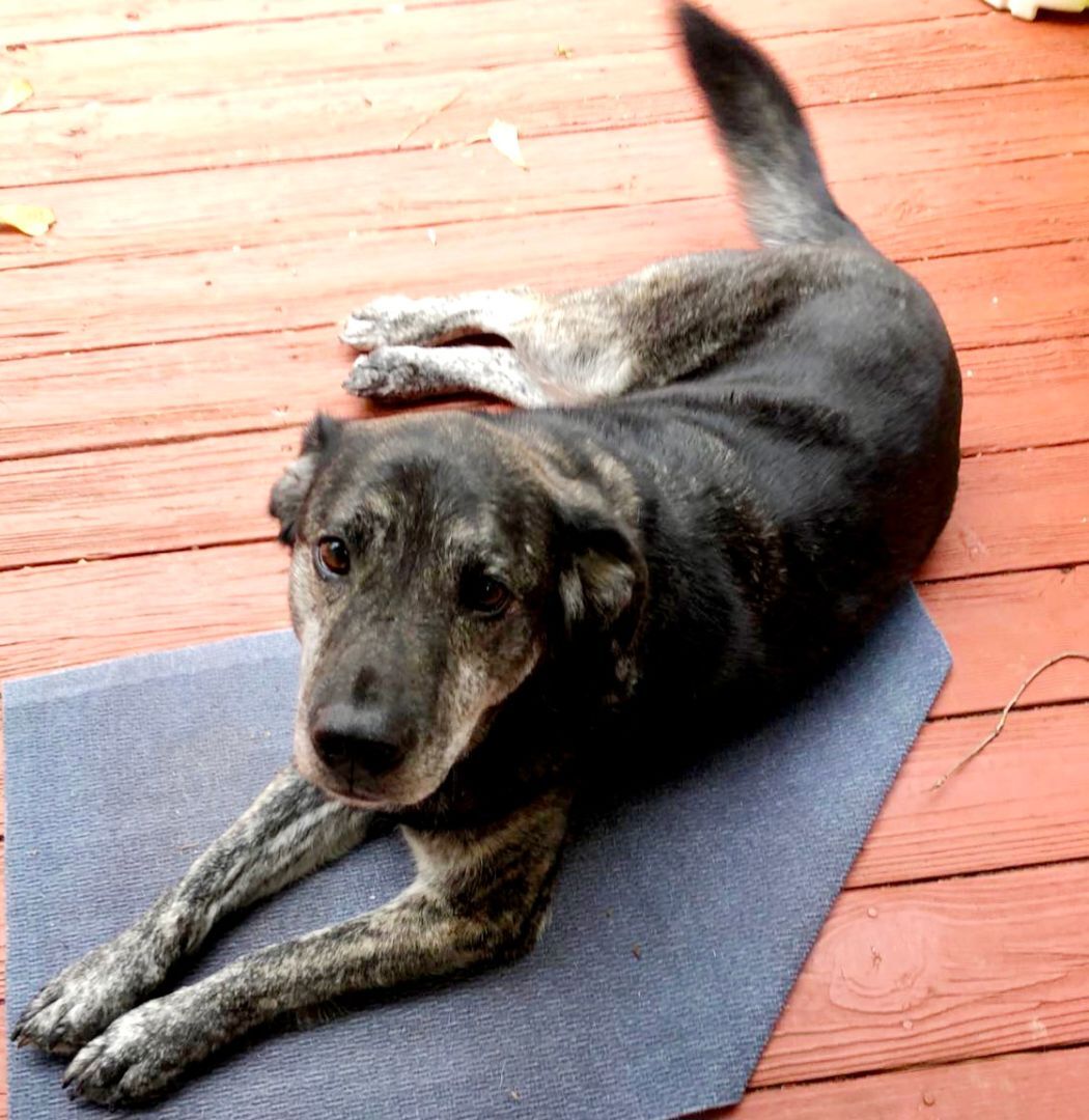 Enlarge Trixie, a Adopted mixed breed in Tucker, GA image 1/5