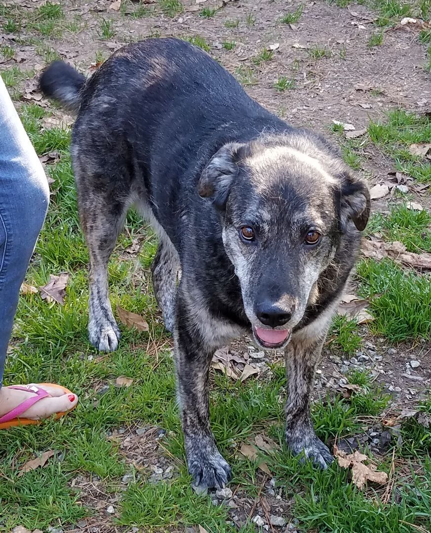 Enlarge Trixie, a Adopted mixed breed in Tucker, GA image 2/5