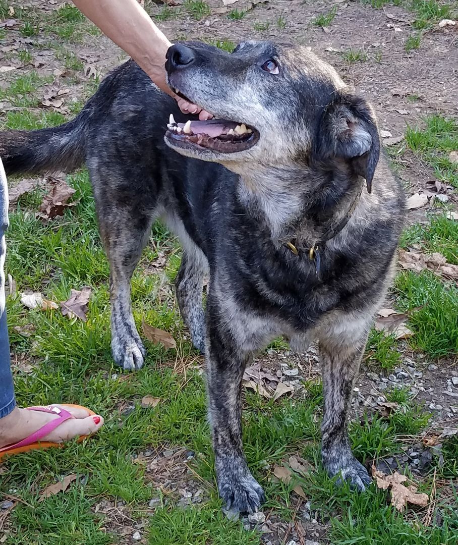 Enlarge Trixie, a Adopted mixed breed in Tucker, GA image 3/5
