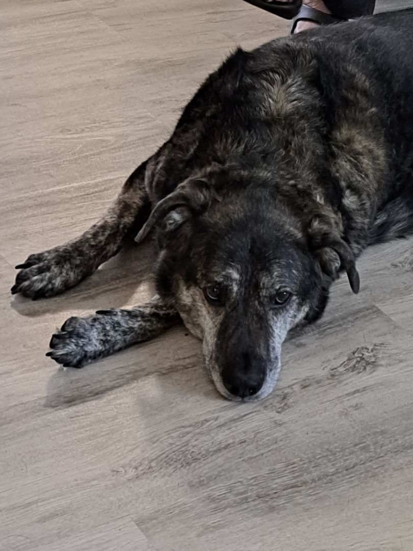 Enlarge Trixie, a Adopted mixed breed in Tucker, GA image 4/5