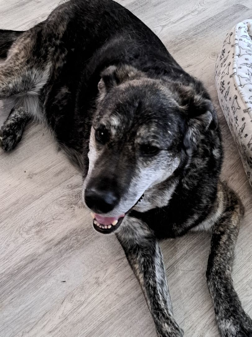 Enlarge Trixie, a Adopted mixed breed in Tucker, GA image 5/5