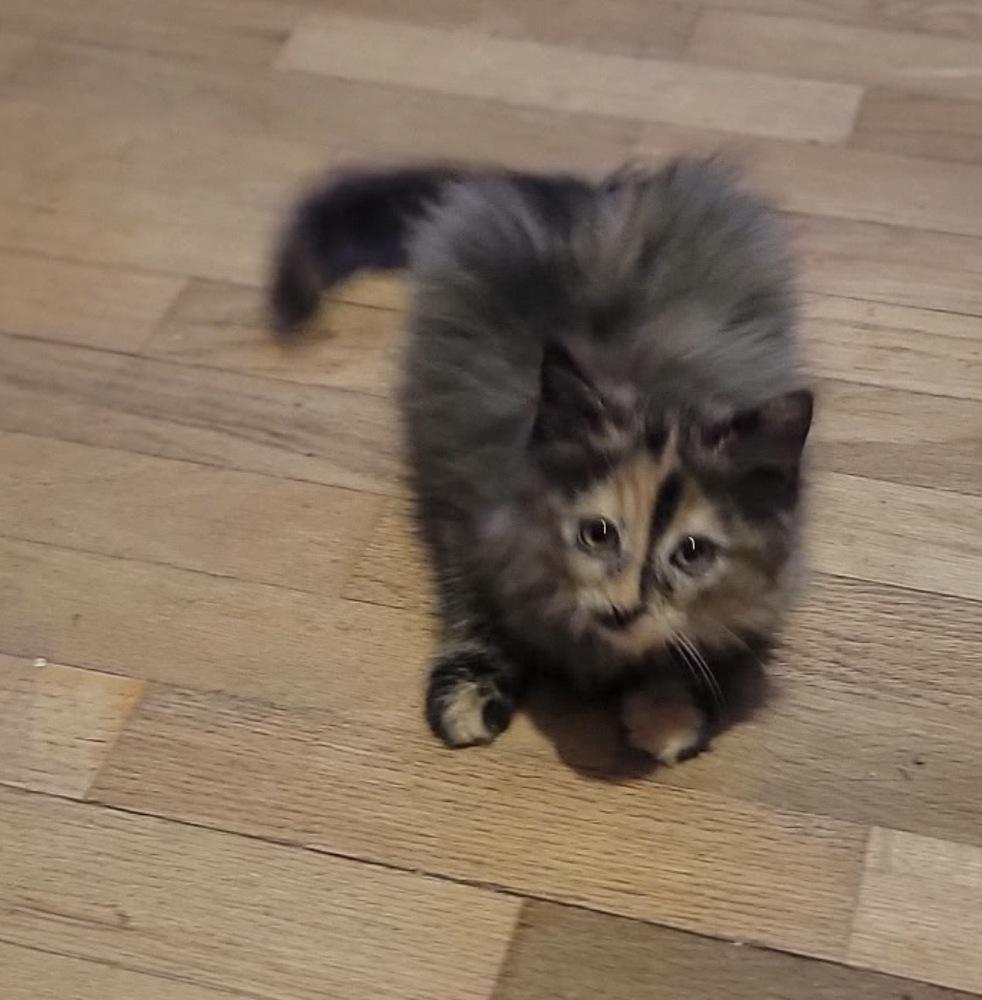 Bella, Adoptable, Kitten Female Domestic Short Hair & Domestic Long Hair.