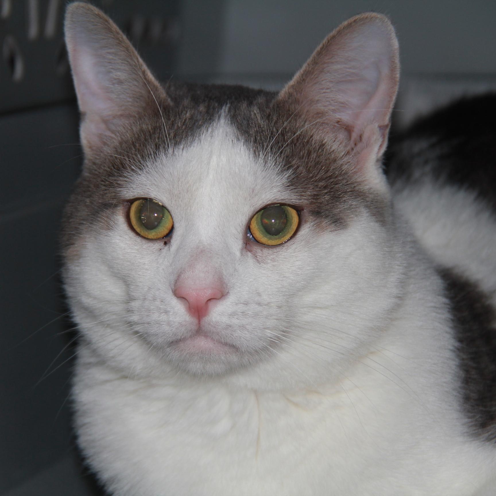 Marblez, ADOPTABLE, Young Male Domestic Short Hair.