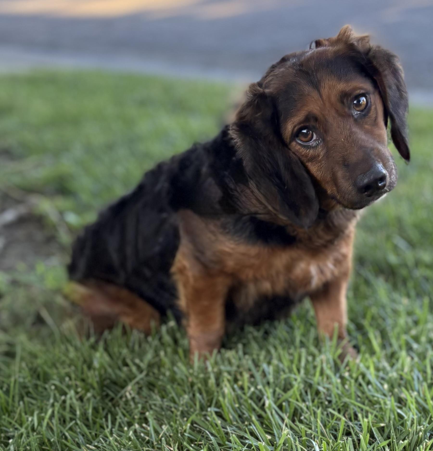 Monarch, Adopted, Adult Female Spaniel & Dachshund.