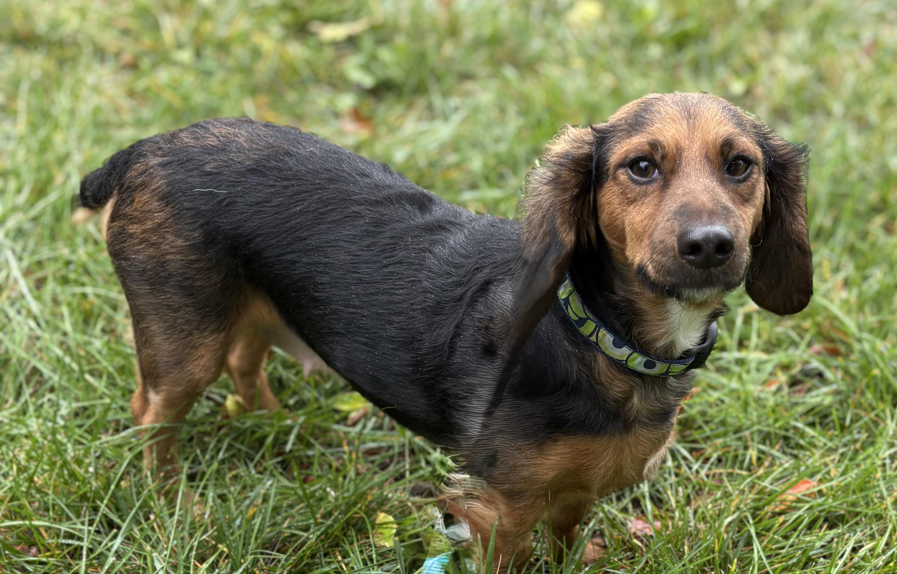 Enlarge Monarch, a Adopted mixed breed in Red Bluff, CA image 4/4