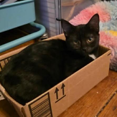 Buttercup, Adoptable, Kitten Female Domestic Short Hair.