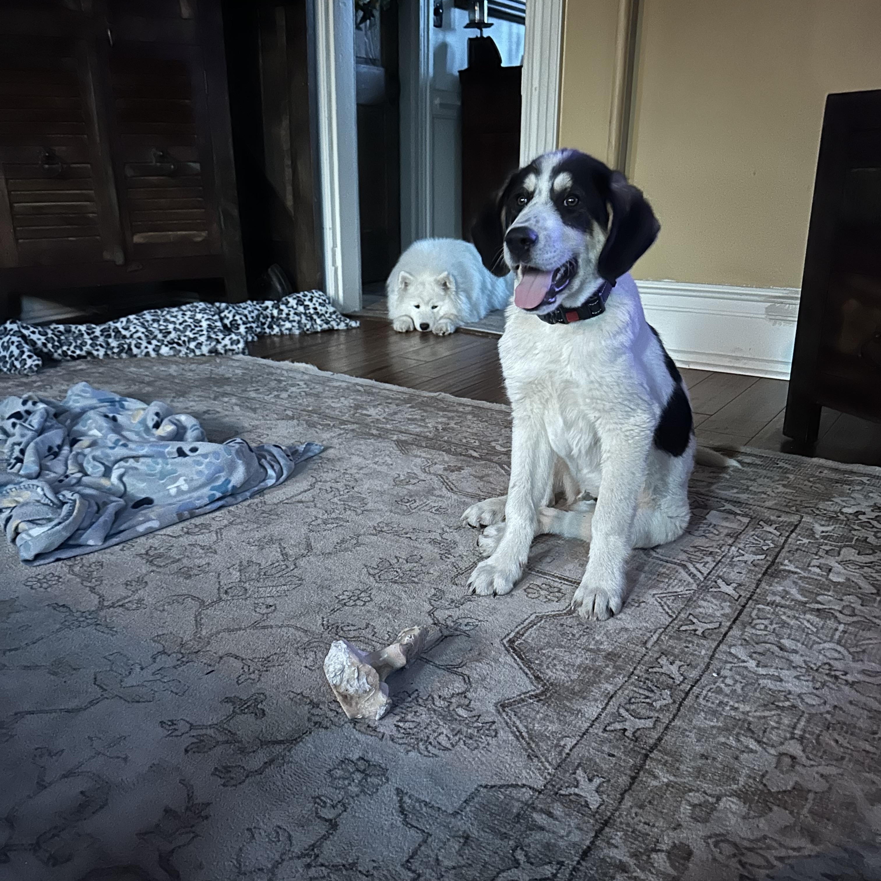 Enlarge Reese, a ADOPTABLE mixed breed in HONEY BROOK, PA image 2/6