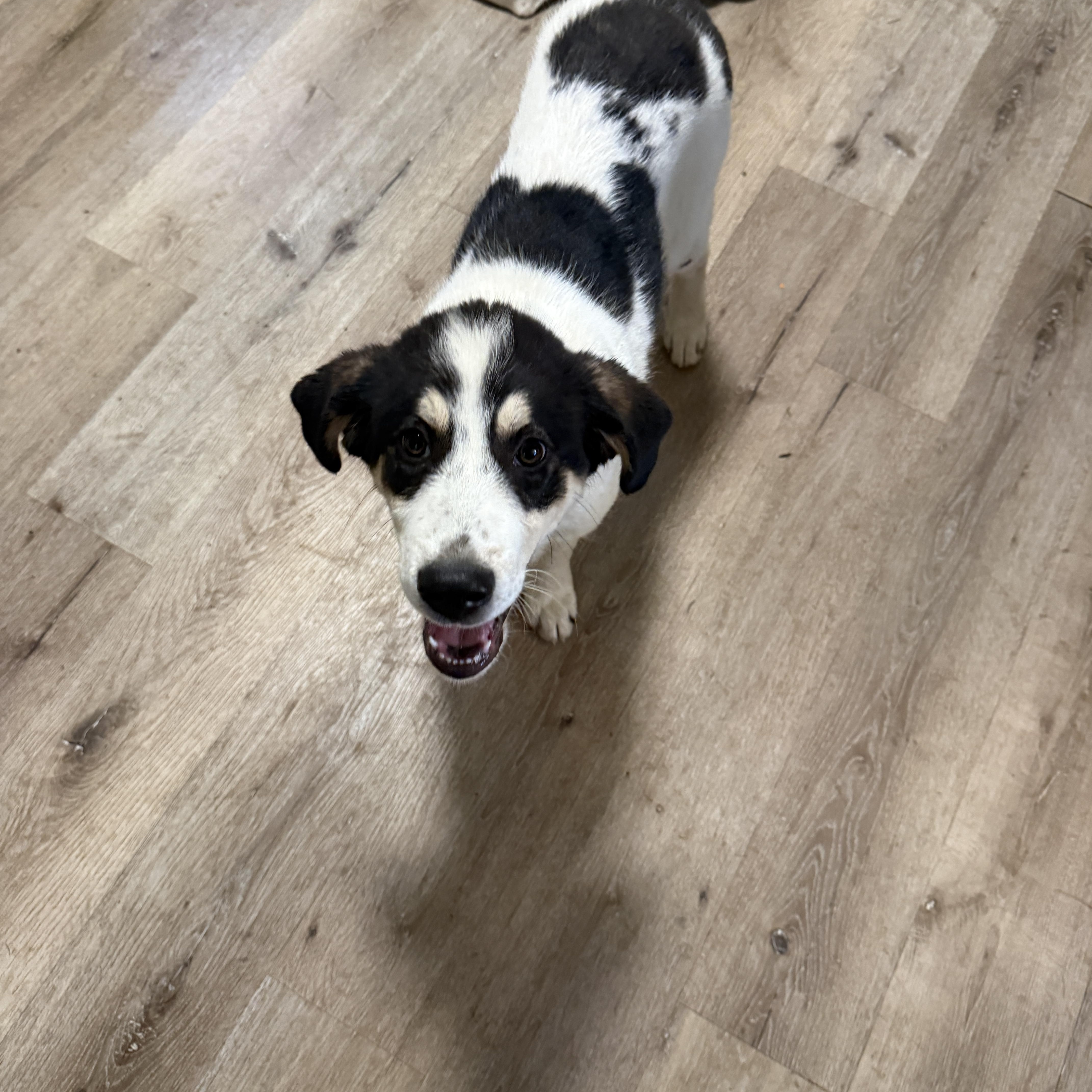 Enlarge Reese, a ADOPTABLE mixed breed in HONEY BROOK, PA image 2/4