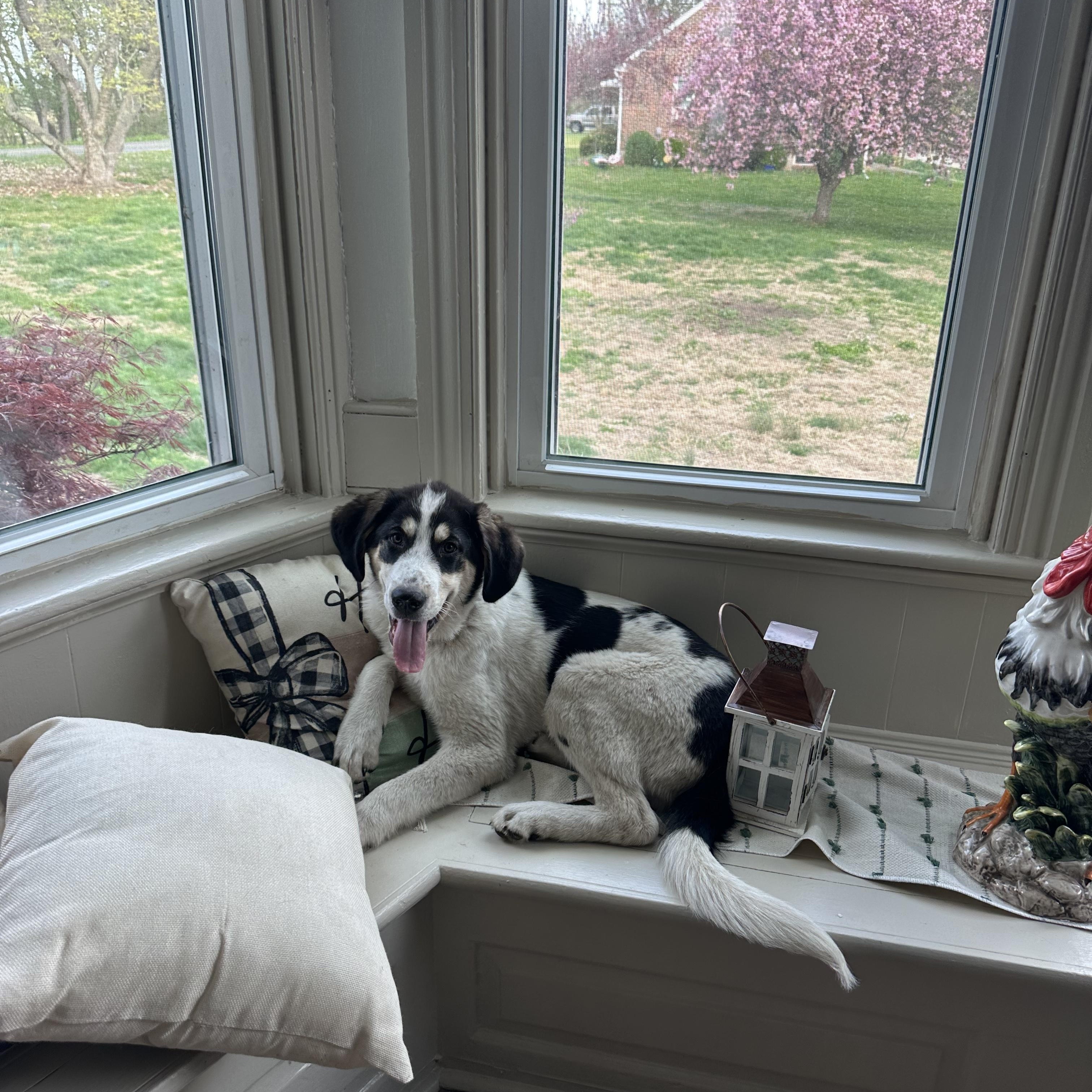 Reese, ADOPTABLE, Puppy Male Great Pyrenees & Treeing Walker Coonhound.