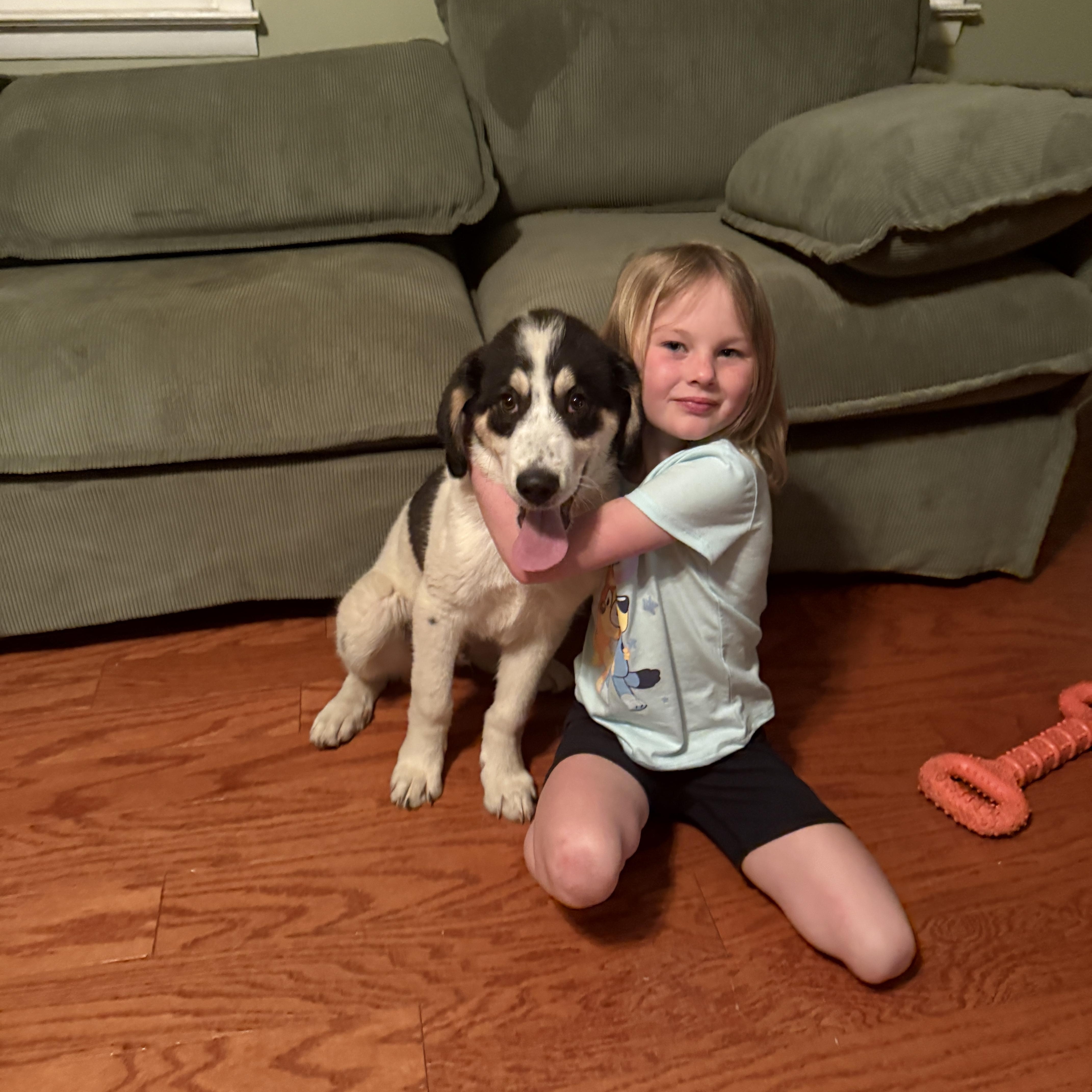 Enlarge Reese, a ADOPTABLE mixed breed in HONEY BROOK, PA image 3/4