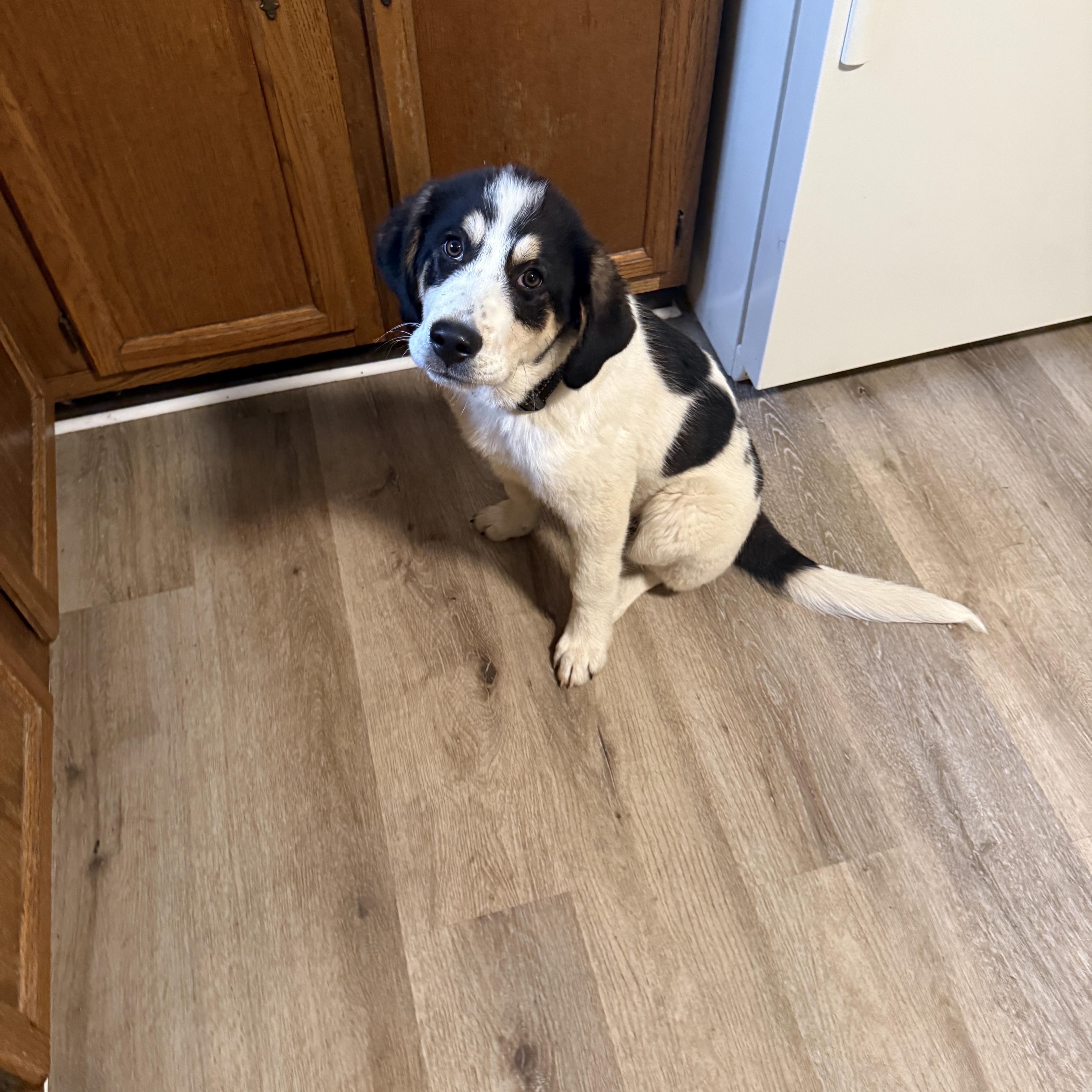 Reese, ADOPTABLE, Puppy Male Great Pyrenees & Treeing Walker Coonhound.