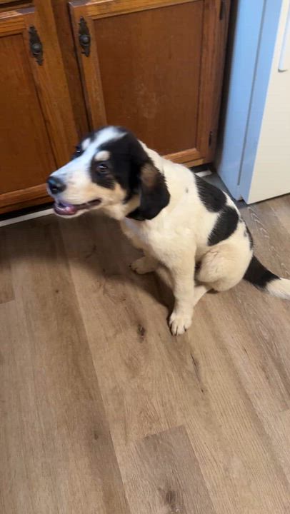 Enlarge Reese, a ADOPTABLE mixed breed in HONEY BROOK, PA video 4/4