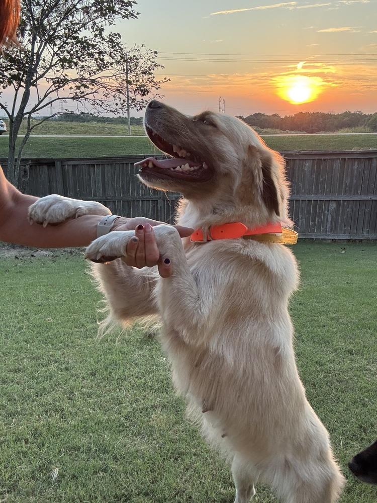 Honey, Adoptable, Adult Female Anatolian Shepherd & Golden Retriever.