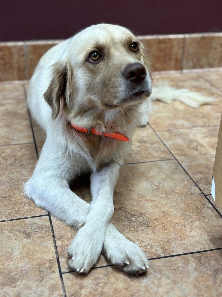 Enlarge Honey, a Adoptable mixed breed in Tulsa, OK image 2/4