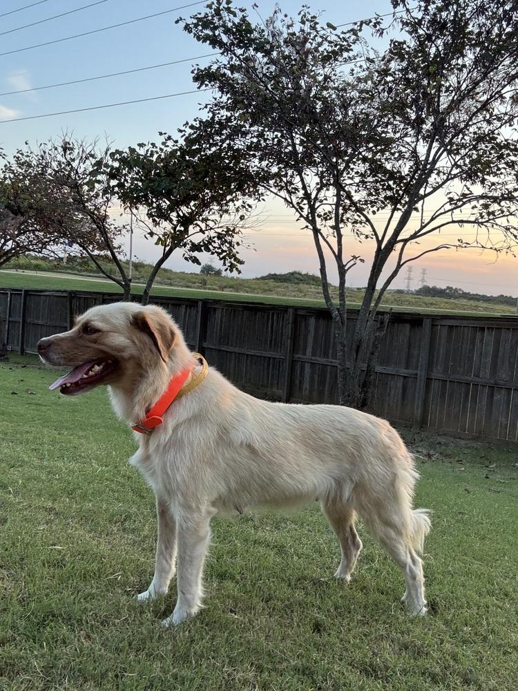 Enlarge Honey, a Adoptable mixed breed in Tulsa, OK image 3/4