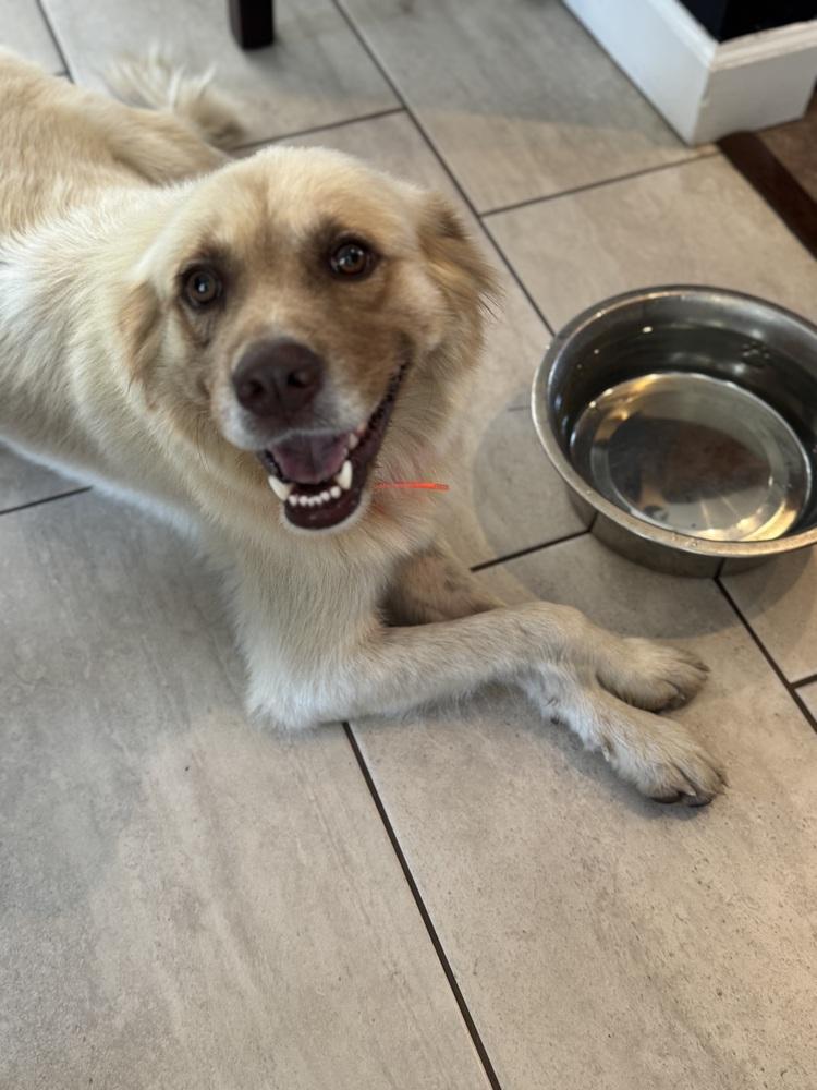 Enlarge Honey, a Adoptable mixed breed in Tulsa, OK image 4/4